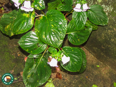Gloxinia perennis, photograph (c) Diogo Luiz, some rights reserved (CC BY)