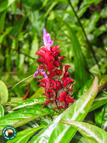 Purple Shrimp Plant (Justicia scheidweileri)