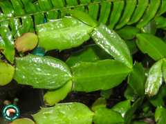 Schlumbergera truncata