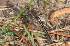 Helocordulia selysii