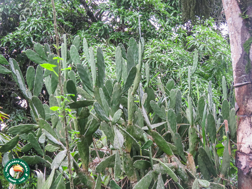 Opuntia dejecta, photograph 6