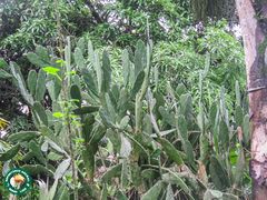 Opuntia dejecta, photograph (c) Diogo Luiz, some rights reserved (CC BY)