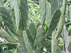 (c) Diogo Luiz, some rights reserved (CC BY) Opuntia dejecta, photograph (c) Diogo Luiz, some rights reserved (CC BY)