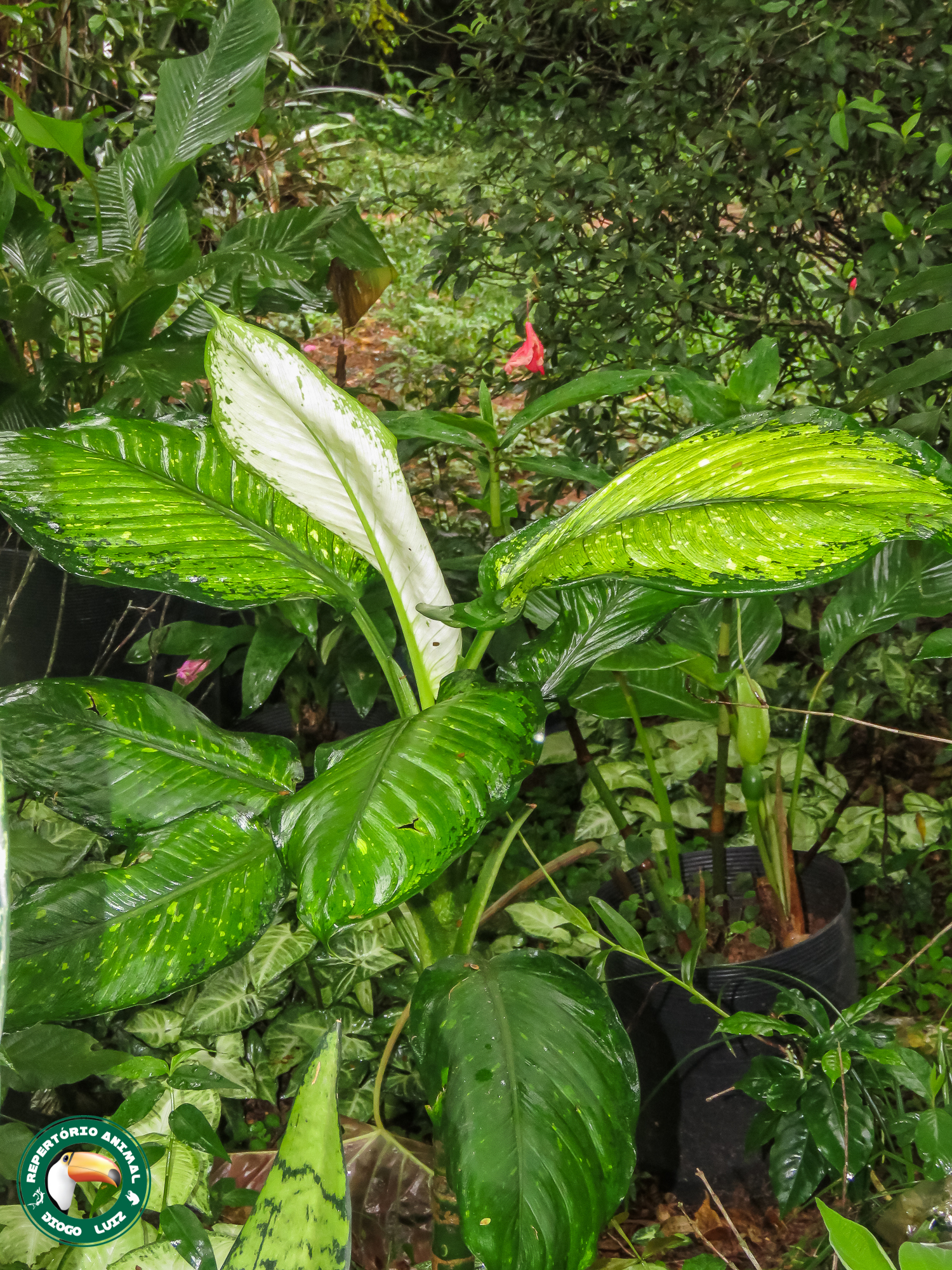 Dieffenbachia seguine