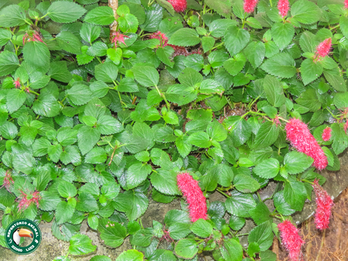 Acalypha herzogiana