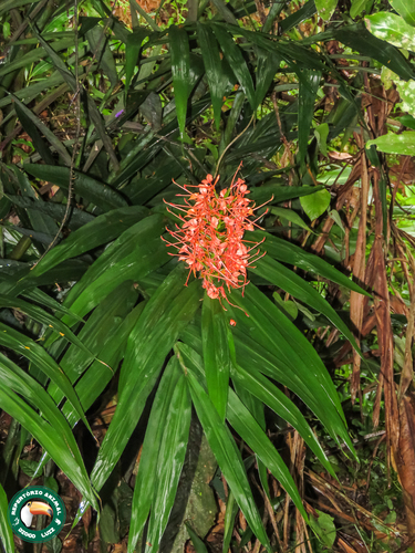 Hedychium coccineum (Hedychium coccineum)