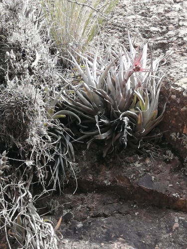 Tillandsia sphaerocephala, photograph 2