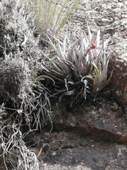 Tillandsia sphaerocephala, photograph (c) René Alejandro Moscoso Miranda, some rights reserved (CC BY-SA)