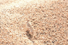 Sphingonotus candidus