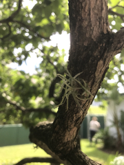 Tillandsia recurvata image