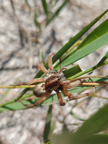 Field Wolf Spider photo 5