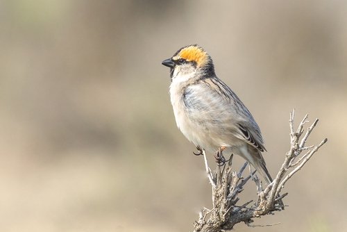 Saxaul Sparrow (Passer ammodendri), photo 8