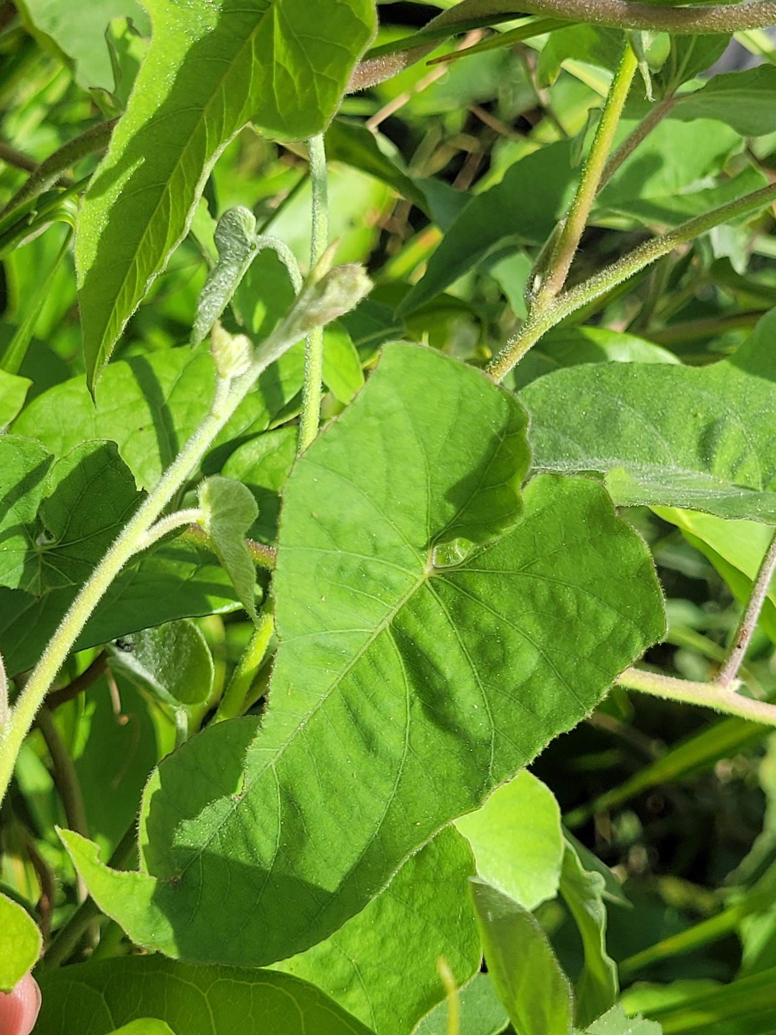Imagem de Sete-léguas