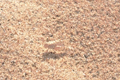 Sphingonotus candidus