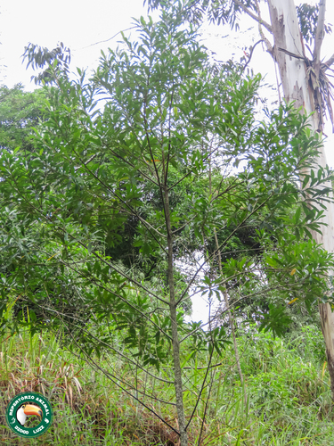 Leathery Colicwood (Myrsine coriacea)