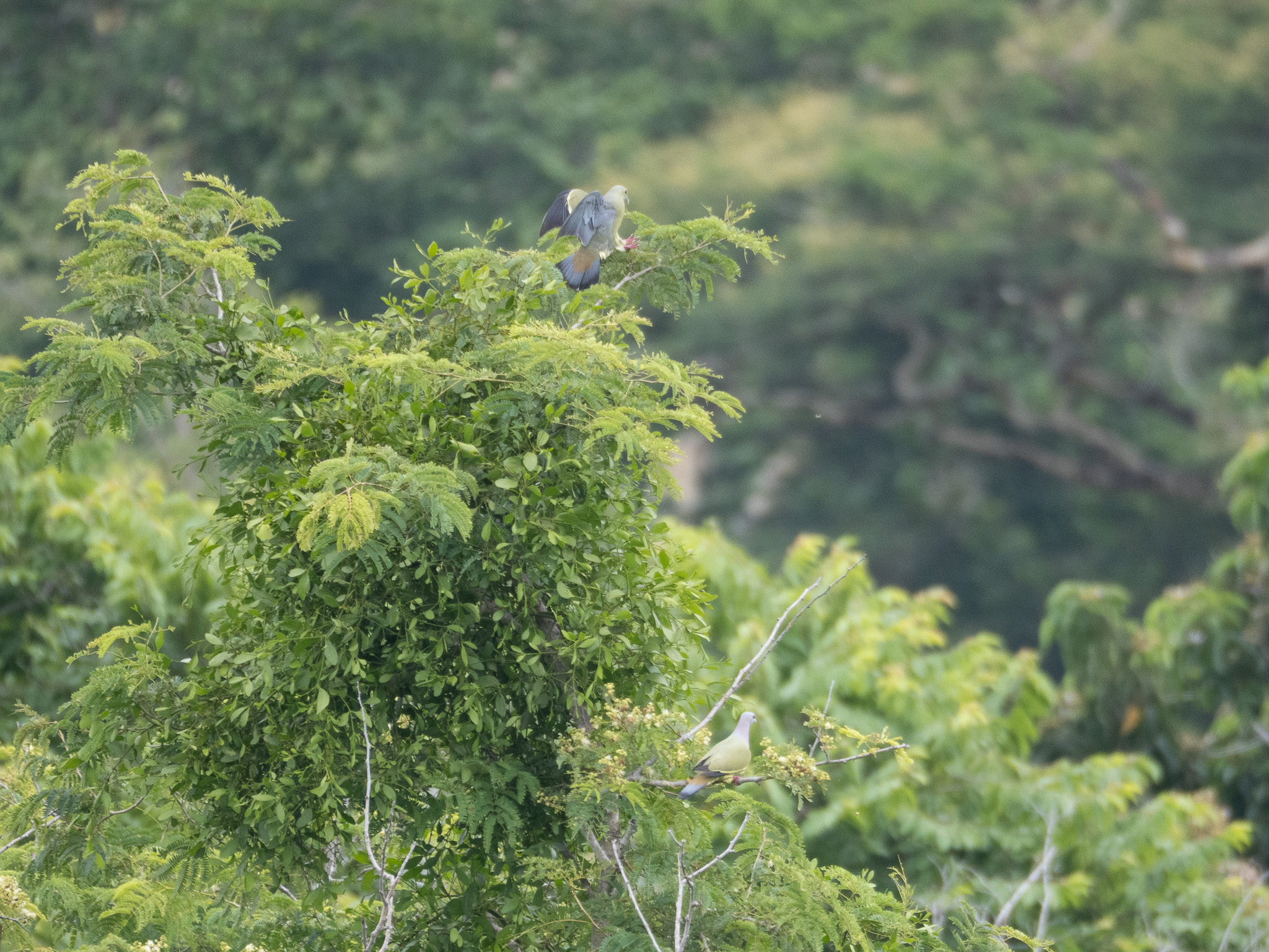 Orange-breasted Green Pigeon
