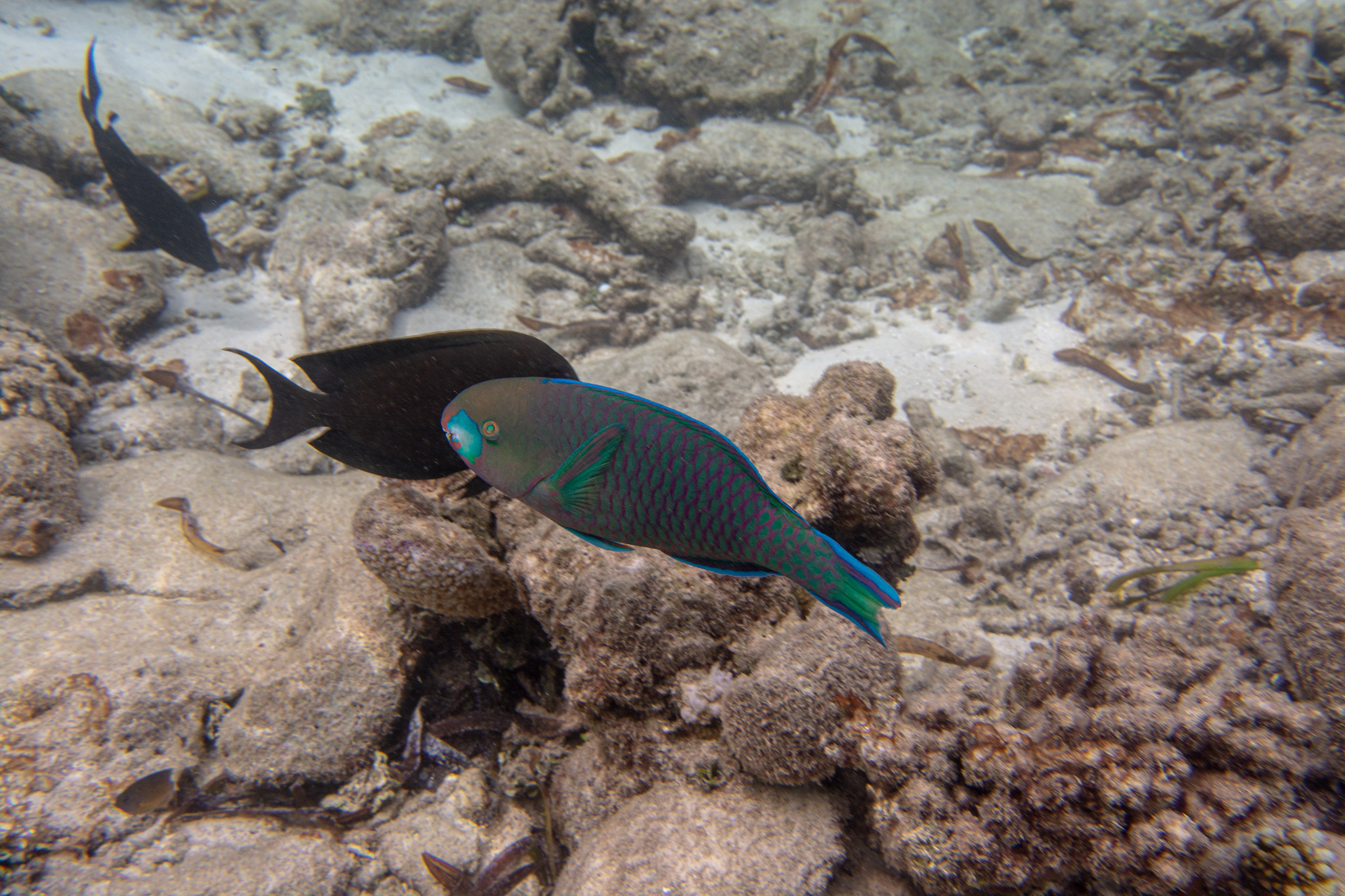 Roundhead Parrotfish photo 5