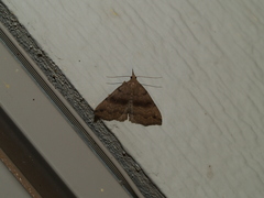 Phalaenostola eumelusalis