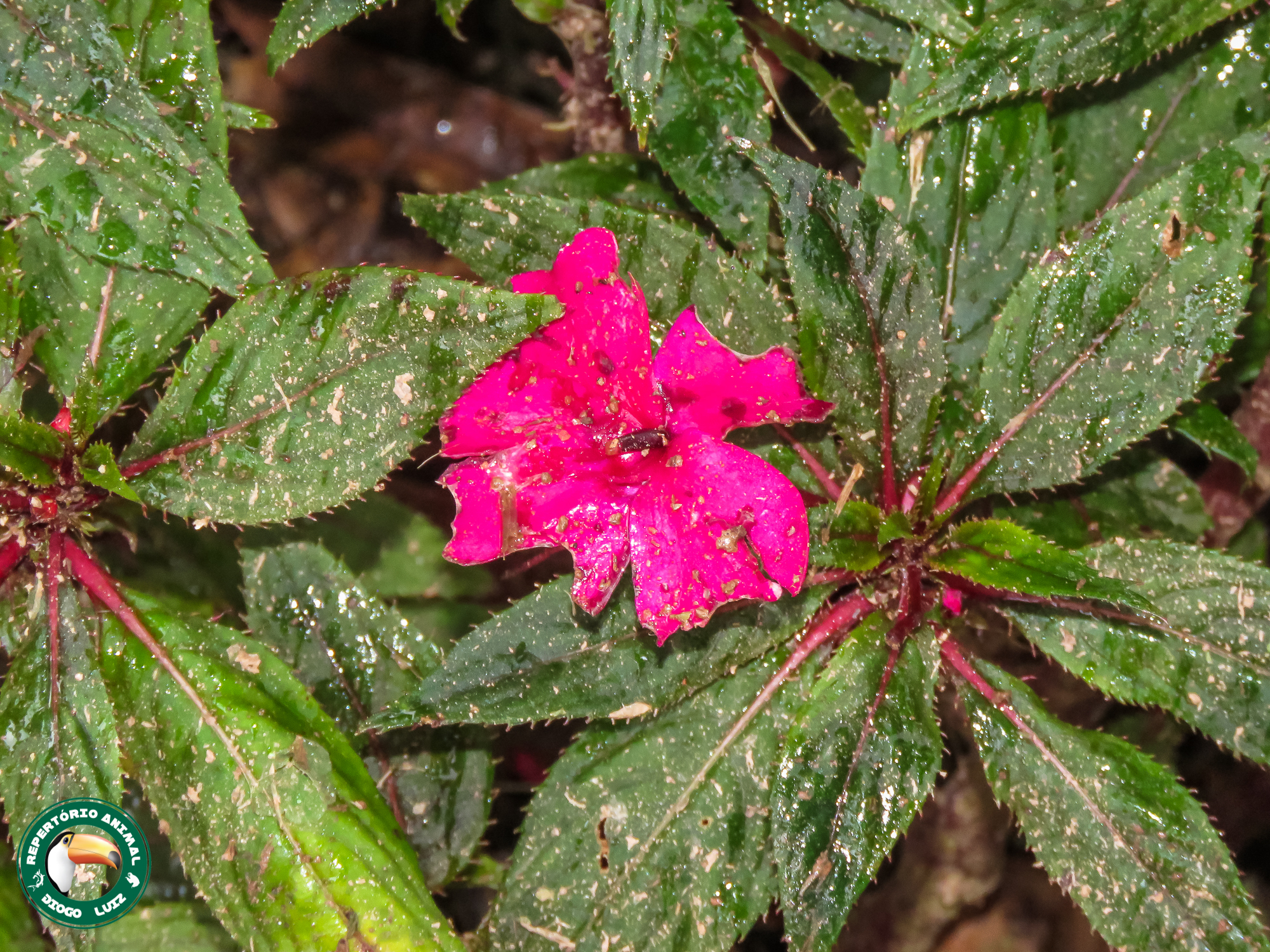Impatiens hawkeri