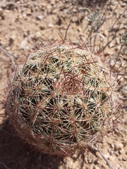 Echinomastus intertextus