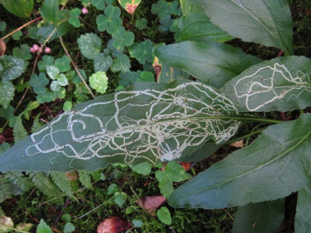 Ophiomyia