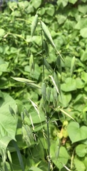 Avena sativa