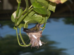 Cynanthus latirostris