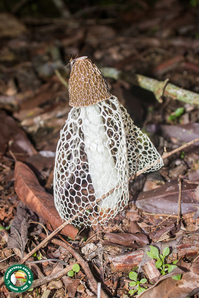 Phallus indusiatus · April 2025 · photo: © diogoluiz (iNaturalist, cc-by)