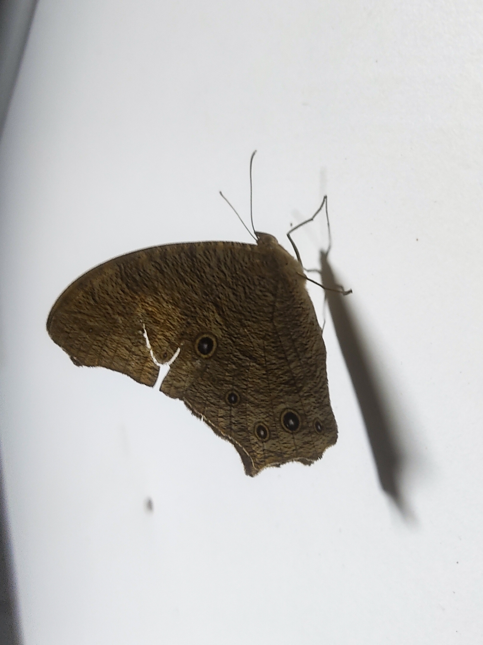 Common Evening Brown
