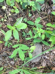 Trifolium virginicum