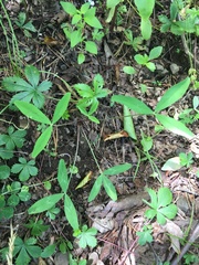 Trifolium virginicum