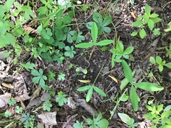 Trifolium virginicum