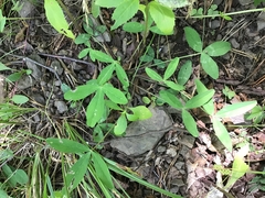 Trifolium virginicum