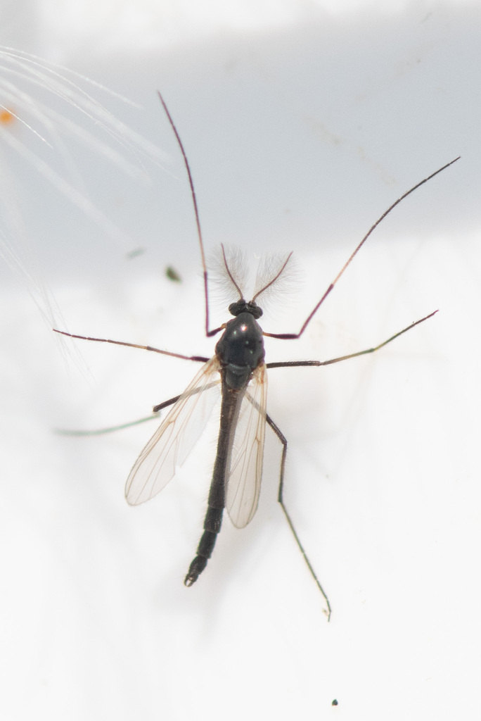 Paratendipes plebeius