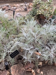 Constancea nevinii