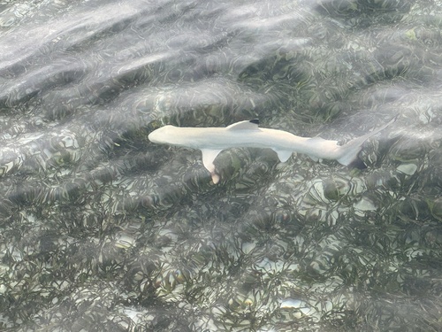 Blacktip reef shark