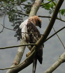 Nisaetus cirrhatus ceylanensis