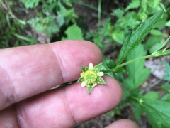 Geum virginianum