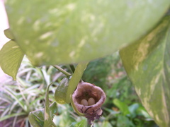 Cynanthus latirostris