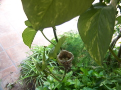 Cynanthus latirostris