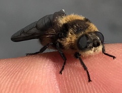 Cephenemyia phobifer