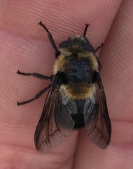 Cephenemyia phobifer