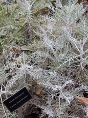 Constancea nevinii