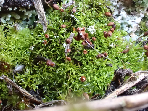 Weissia brachycarpa observed 2025-04-27