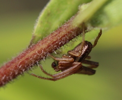 Spiracme striatipes