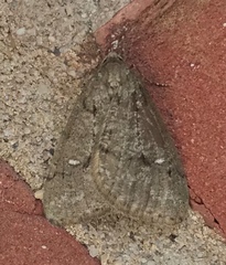 Paleacrita merriccata