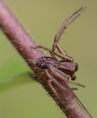 Spiracme striatipes