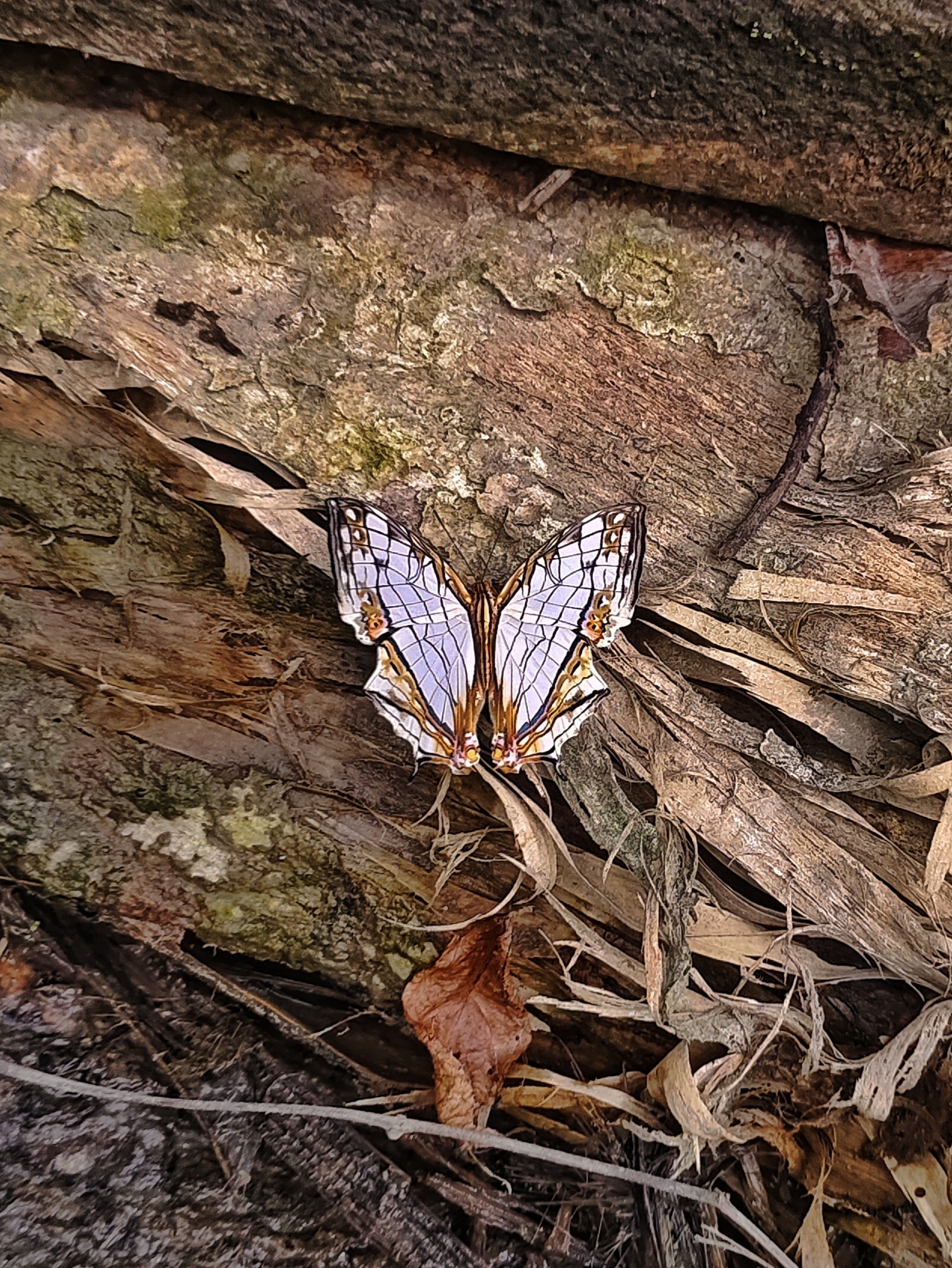 Map Butterfly