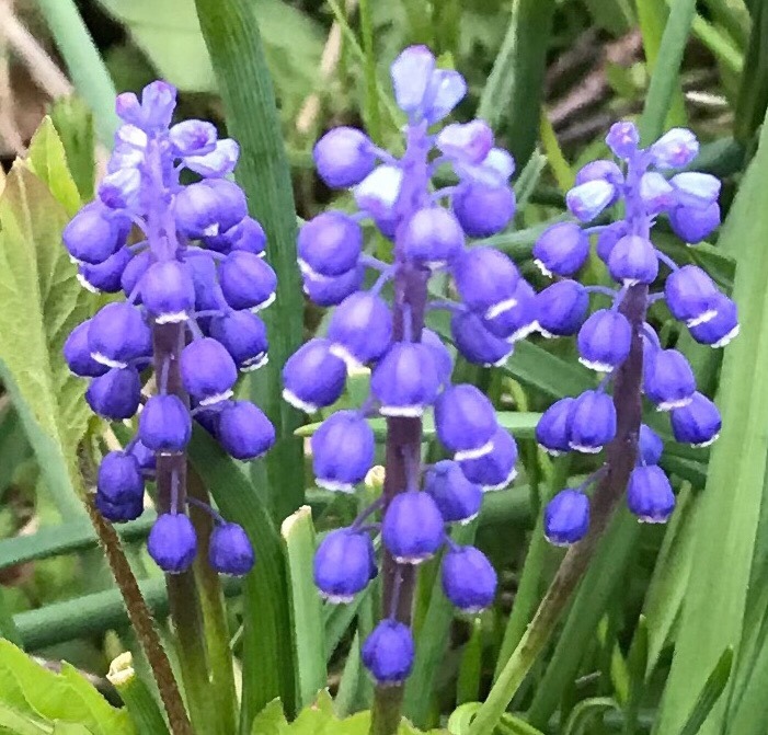Muscari