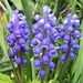 Grape Hyacinths - Photo (c) nickhamblet, some rights reserved (CC BY-NC)